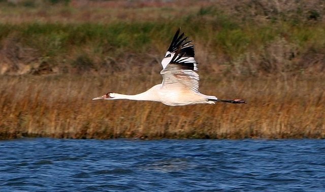 Investigators suspect a predator killed the endangered whooping crane found in January on the backside of San Jose Island, though federal scientists have not completely ruled out a human element in the death.