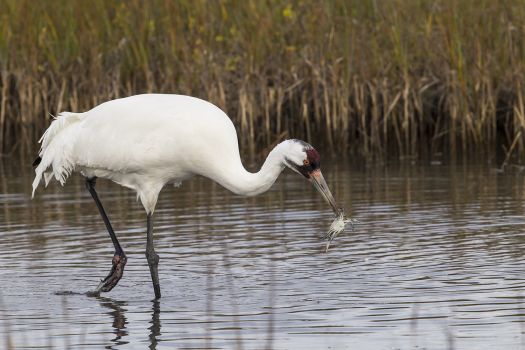 Texas Whooping Cranes An adult whooping crane feeds on a blue crab in a shallow marsh at the Aransas National Wildlife Refuge near Rockport, Texas.  Photo Credit:  Kathy Adams Clark   Restricted use. Photo: Kathy Adams Clark / Kathy Adams Clark/KAC Productions