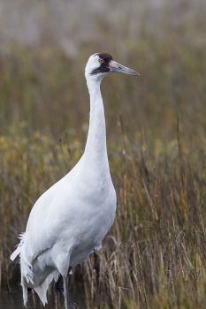 Texas Whooping Cranes Whooping cranes are five-feet tall with a seven to eight-foot wingspan.  Roughly 600 whooping cranes winter at the Aransas National Wildlife Refuge near Rockport Texas.  Photo Credit:  Kathy Adams Clark.  Restricted use. Photo: Kathy Adams Clark / Kathy Adams Clark/KAC Productions