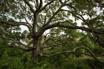 Live Oak on Powderhorn Ranch.