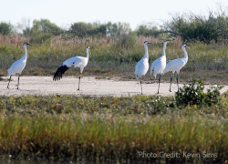 Whooping Cranes at Aransas National Wildlife Refuge.