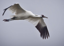 Whooping Cranes at Aransas National Wildlife Refuge.