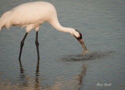 Whooping Cranes at Aransas National Wildlife Refuge.