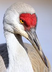 Since whooping cranes are occurring more frequently in Kansas, especially at Cheyenne Bottoms and the Quivira National Wildlife Refuge and their surrounding areas, waterfowl hunters must be able to identify the endangered Whooping crane.